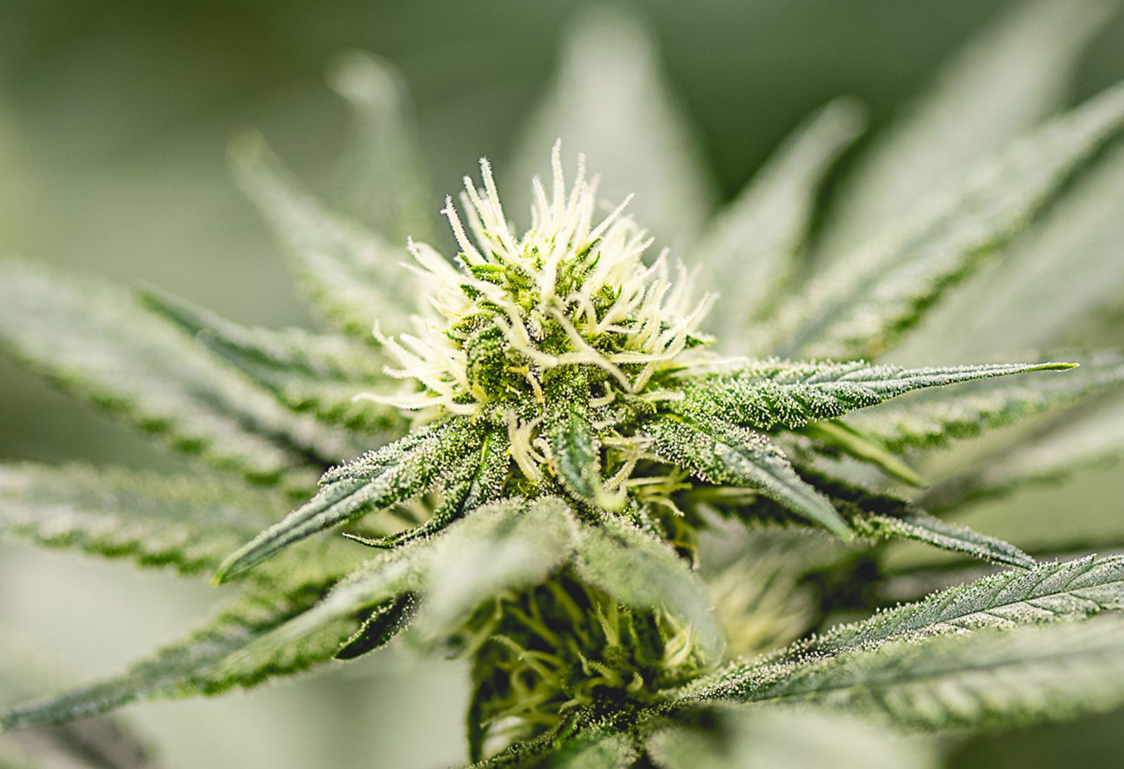 vape pens for thc